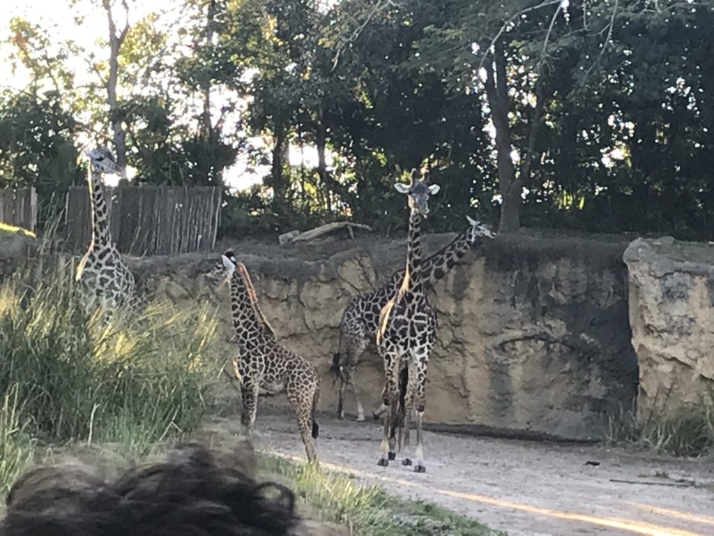 a group of giraffes walking on a dirt road