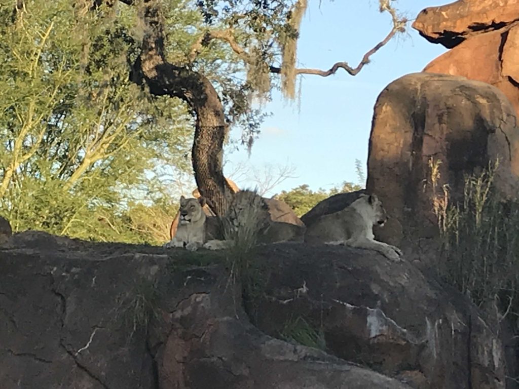 lions lying on a rock