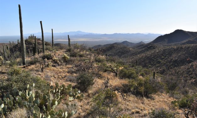 5 Of The Best Tucson Area Hikes