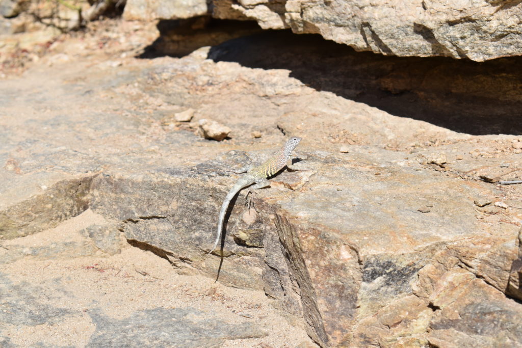 a lizard on a rock