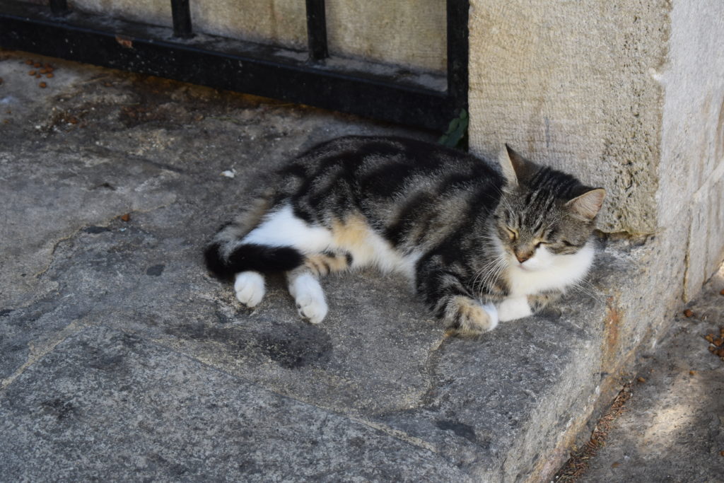 a cat lying on a stone surface