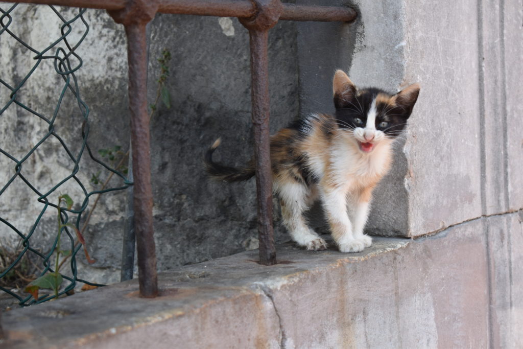 Istanbul stray cats