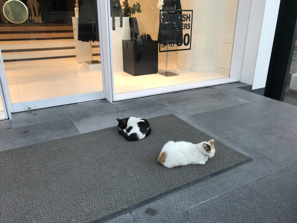 two cats lying on a mat outside a store