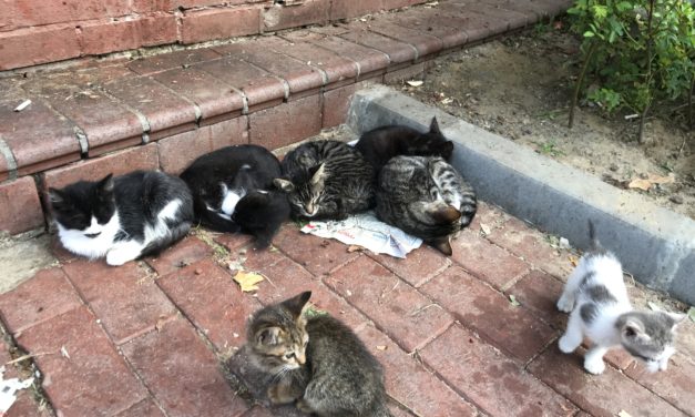 Why Are There So Many Stray Cats in Istanbul?