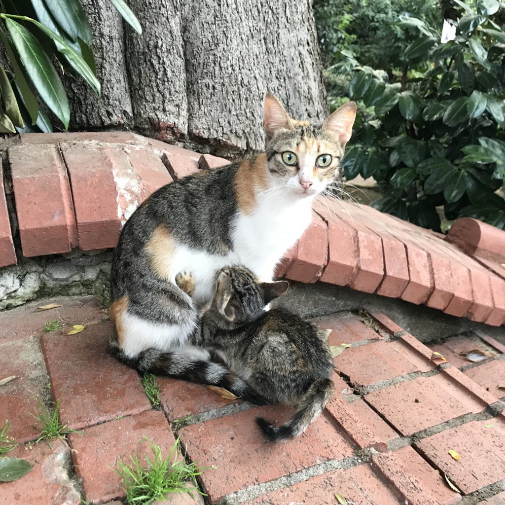 Istanbul stray cats