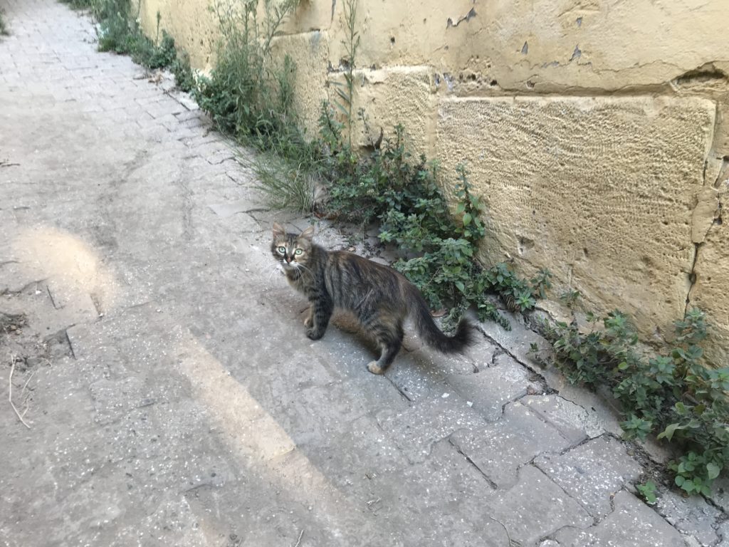 a cat standing on a brick path