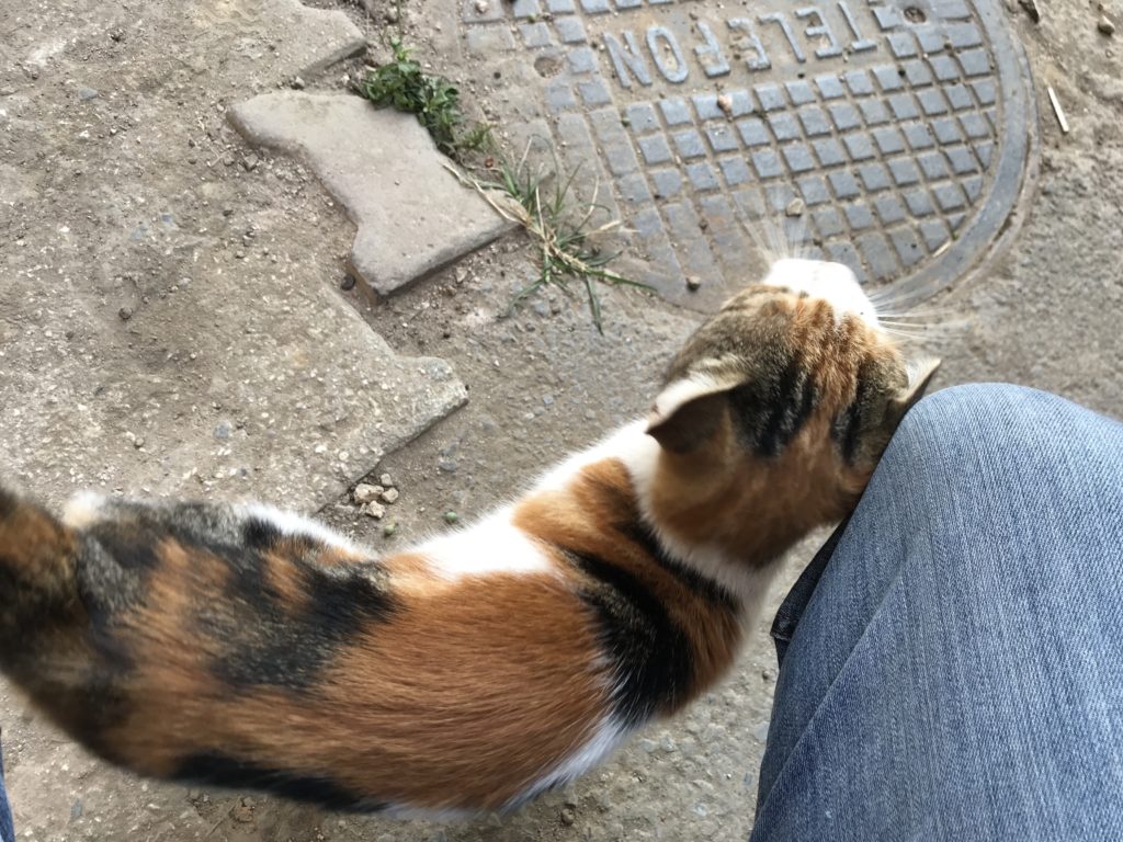 a cat scratching a person's leg