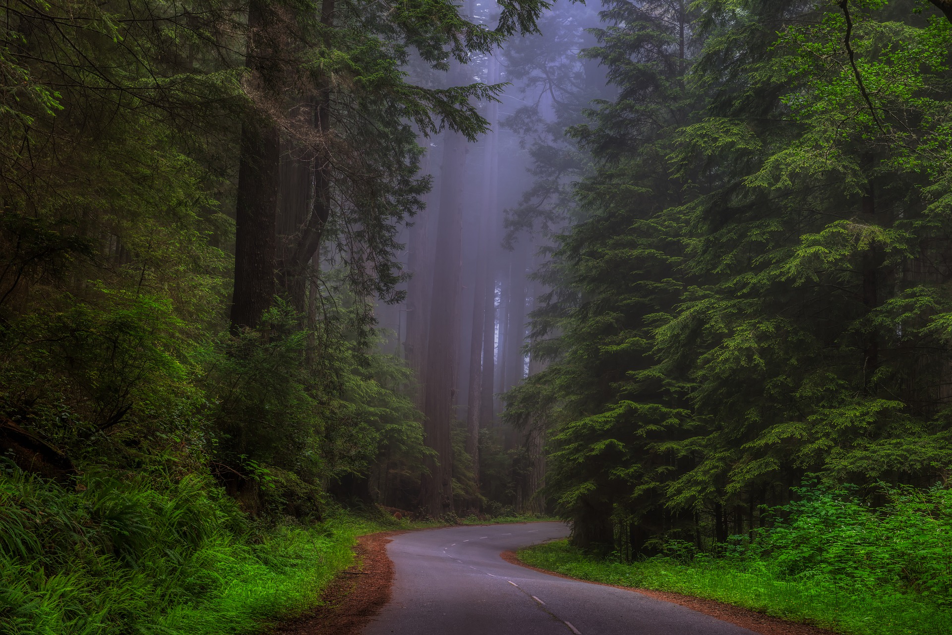 a road through a forest