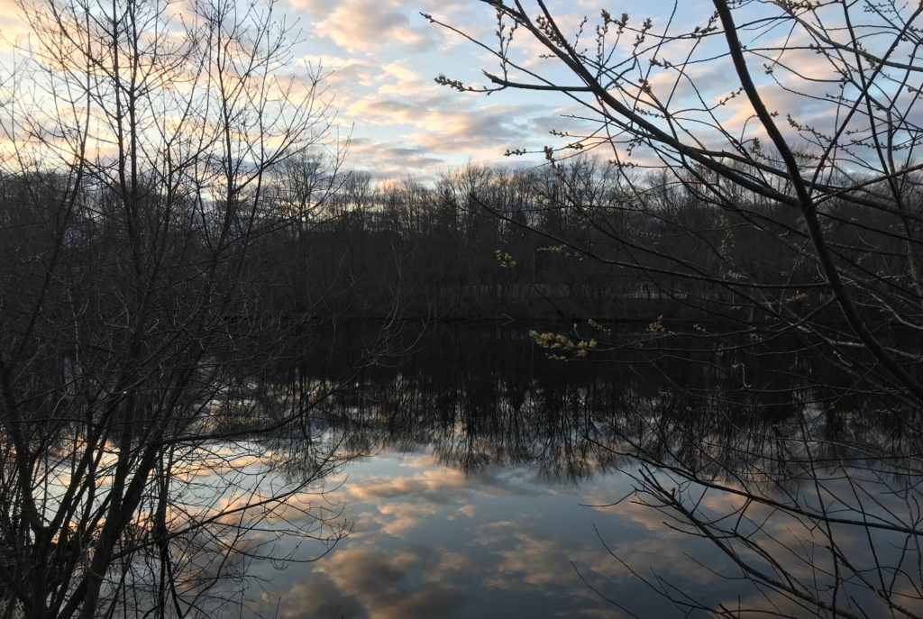 a body of water with trees and clouds in the sky
