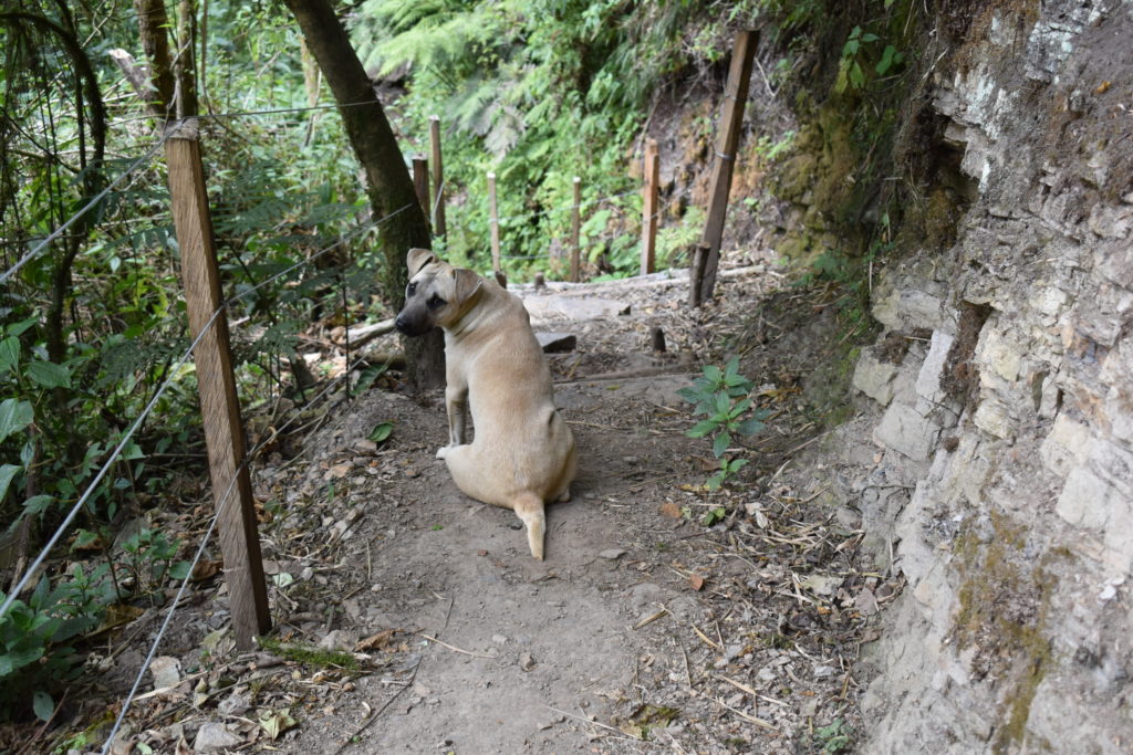 a dog sitting on a path