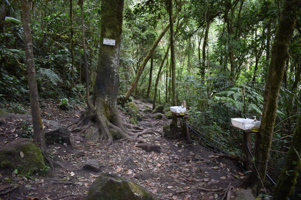 a forest with trees and a sink