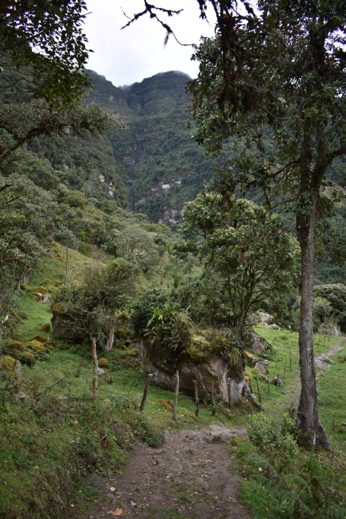 a path in a grassy area with trees and a mountain