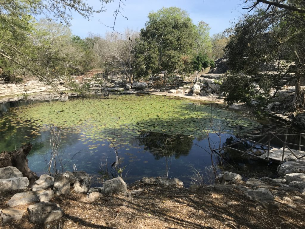 a pond with lily pads and rocks