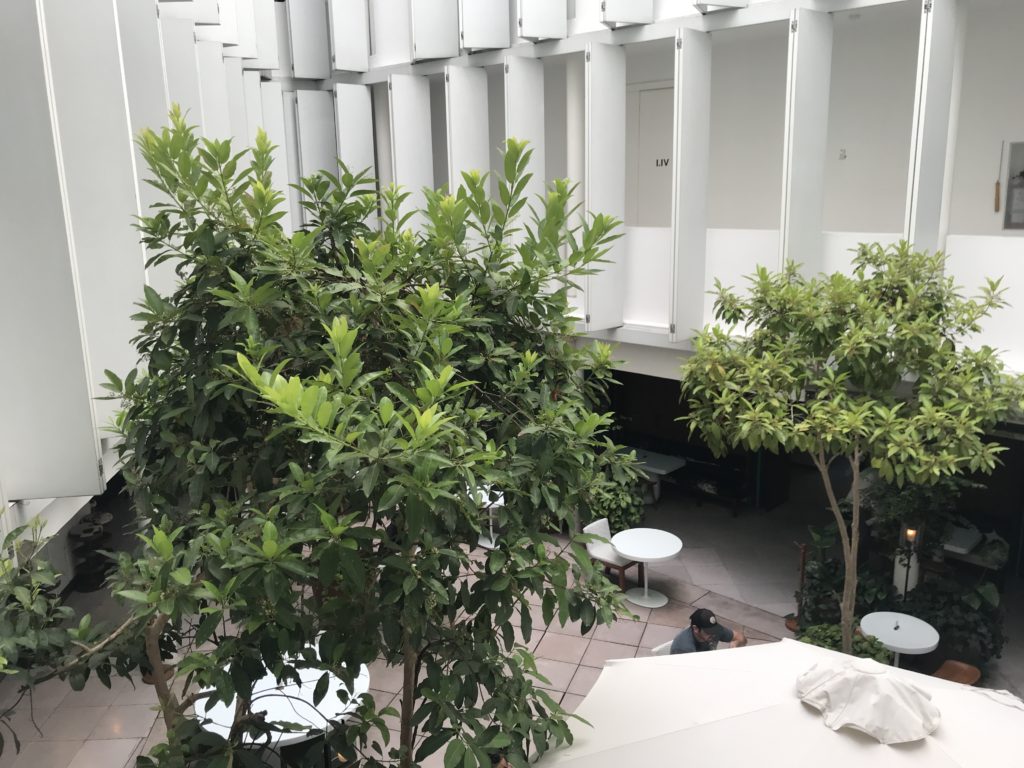 a group of trees in a courtyard