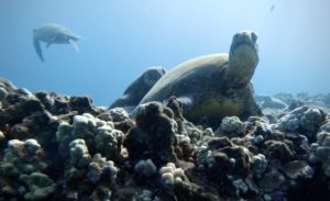 Sea Turtle Dive travel Experiences