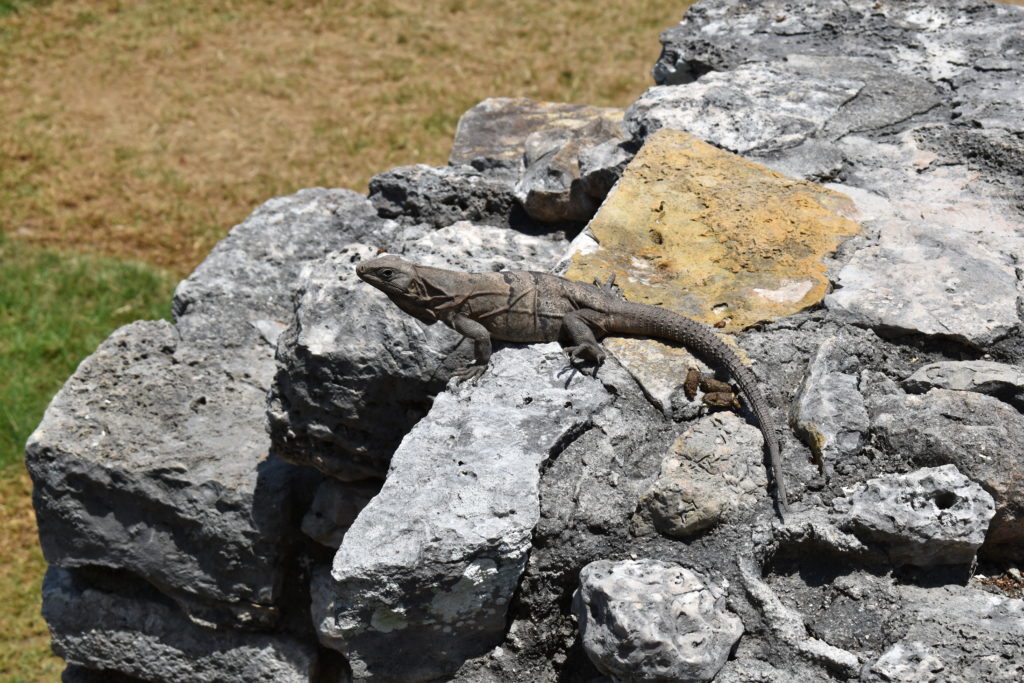 a lizard on a rock