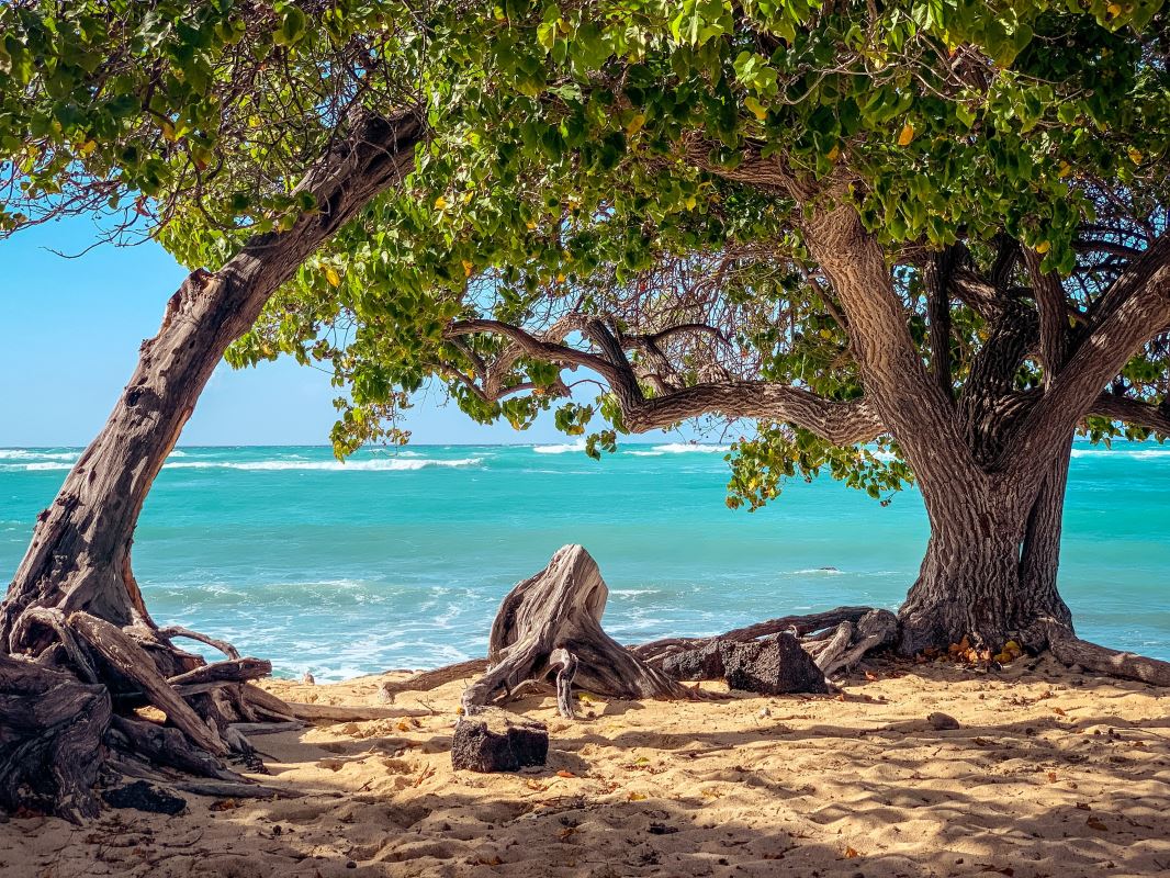 a tree on a beach