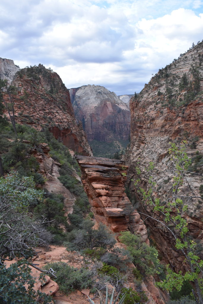 a canyon with trees and bushes