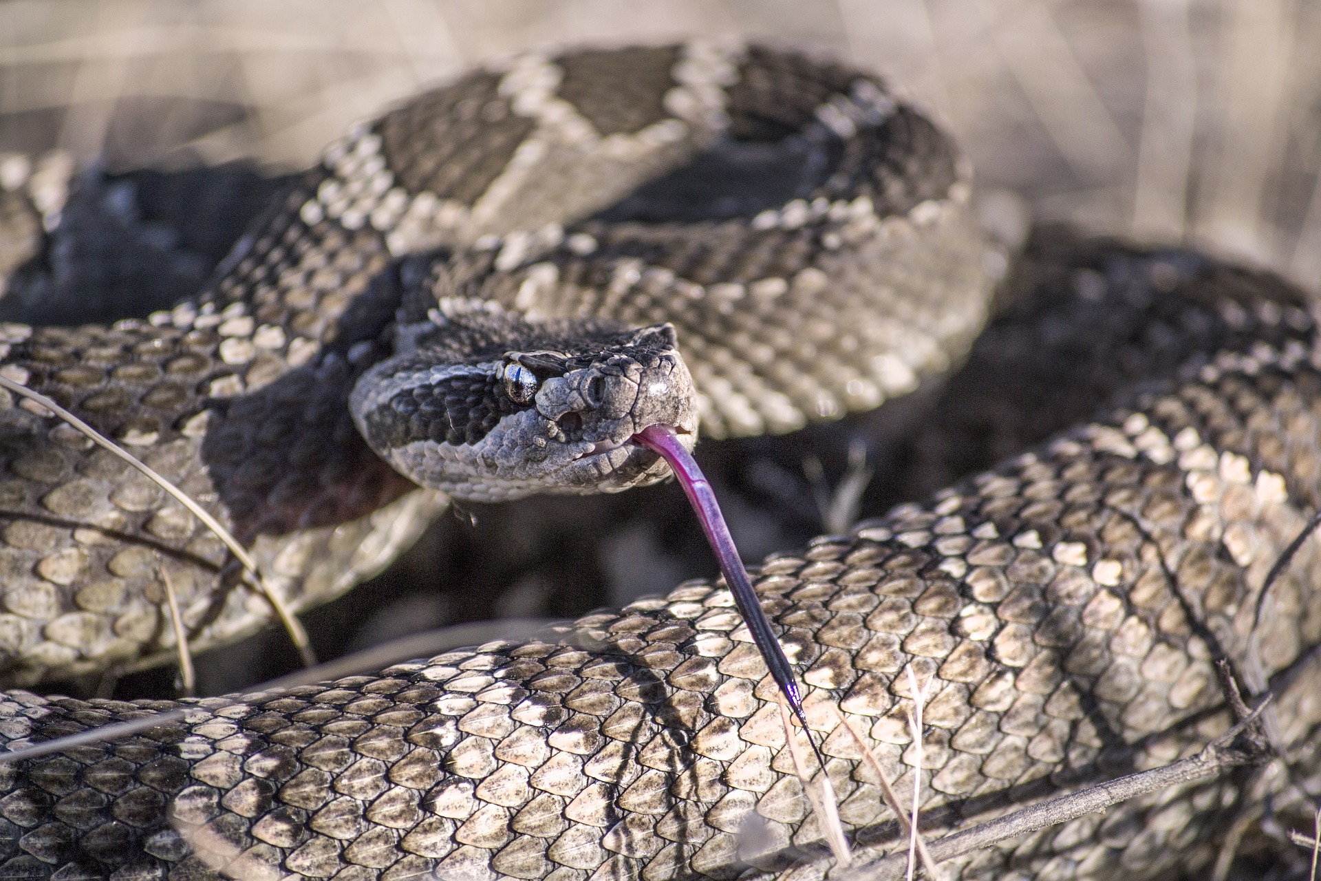 a snake with its tongue out