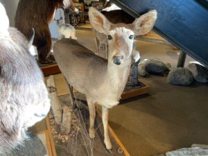 a stuffed deer in a room