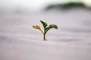 a small plant growing out of sand