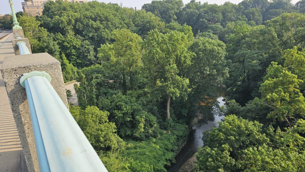 a river running through a forest