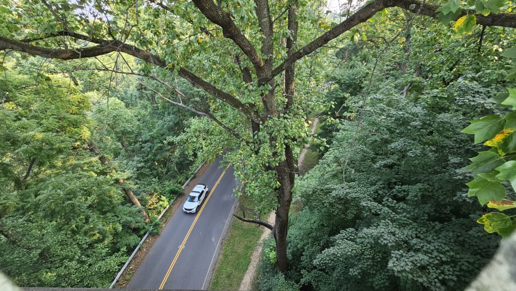 a car driving on a road surrounded by trees