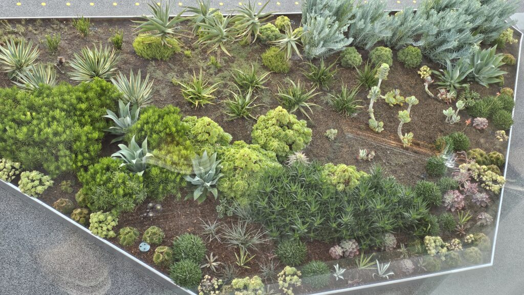 a group of plants in a garden