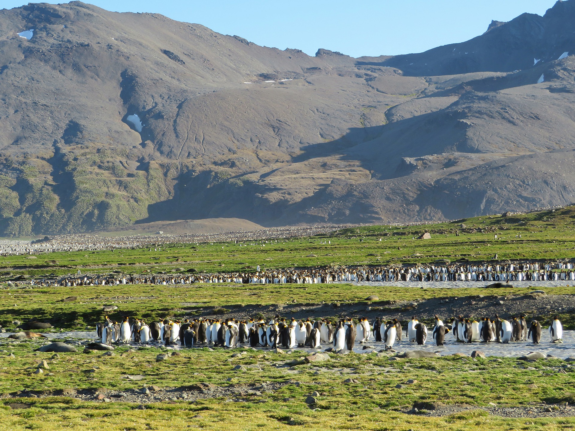 a group of penguins in a field