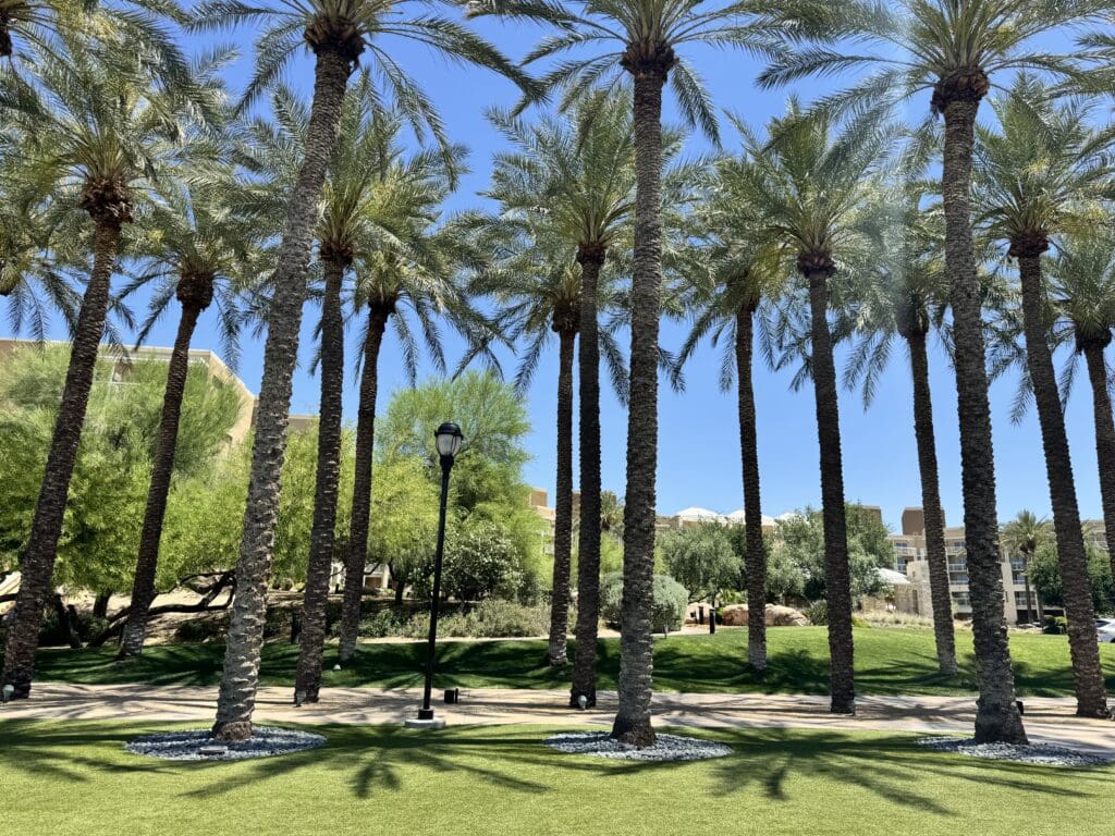 a group of palm trees in a park