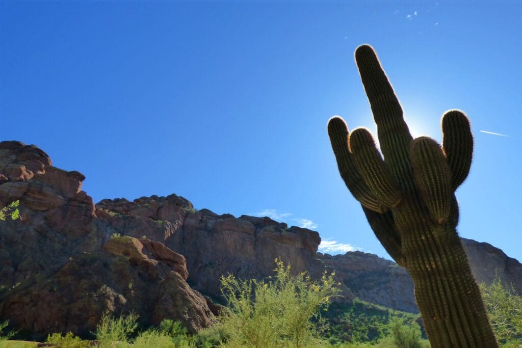 a cactus in the desert