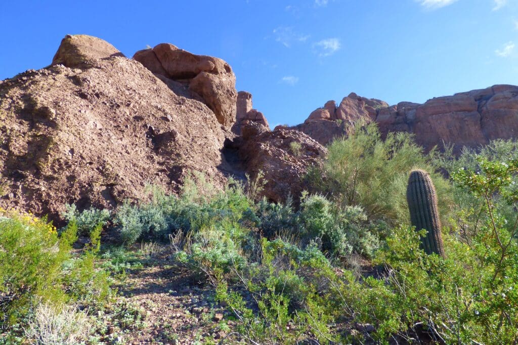 a cactus and bushes in a desert