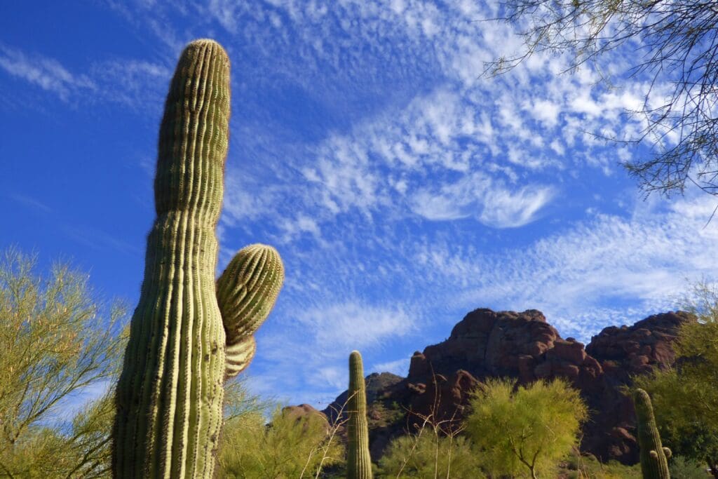 a cactus in the desert