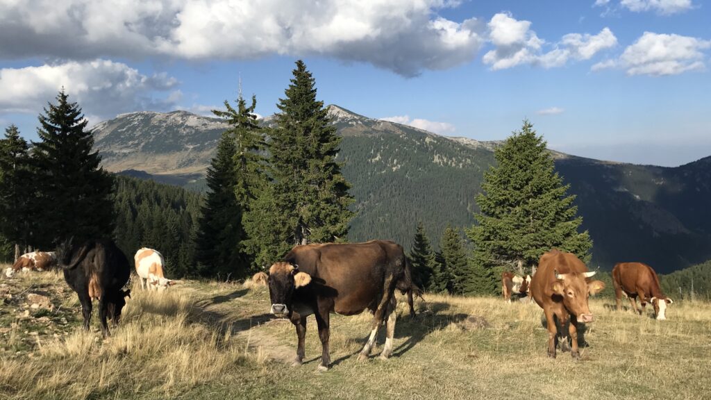 a group of cows in a field with trees and mountains in the background