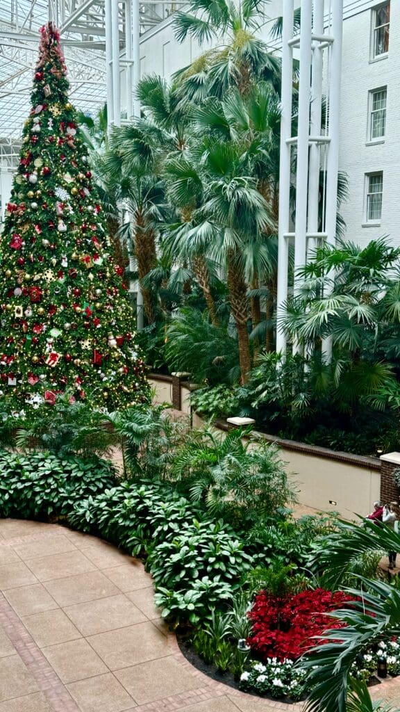 a large christmas tree in a courtyard