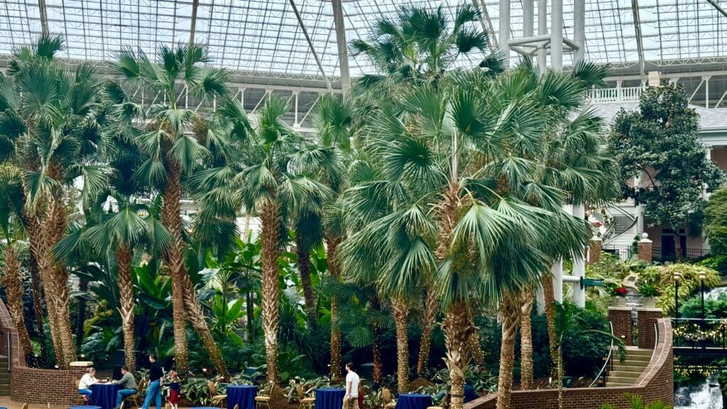 a group of palm trees in a glass roof