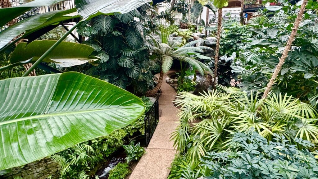 a walkway in a tropical garden