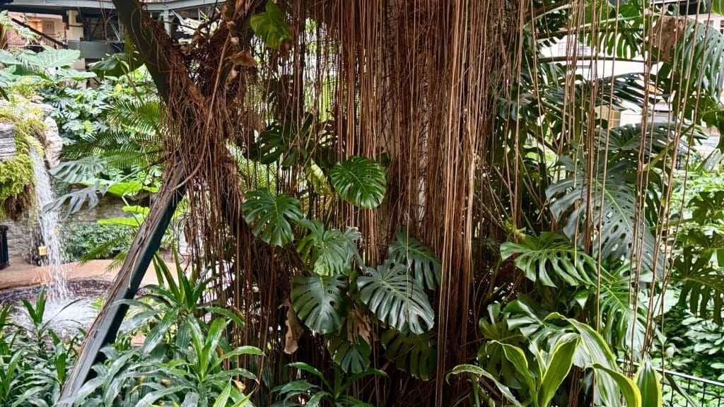 a group of plants in a greenhouse