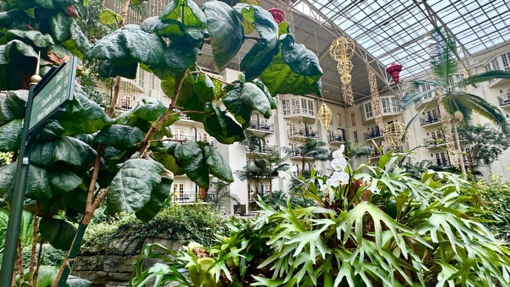 a large indoor garden with plants and a glass roof