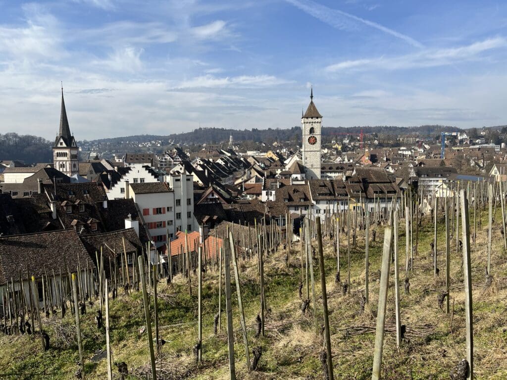 a vineyard with a clock tower in the background