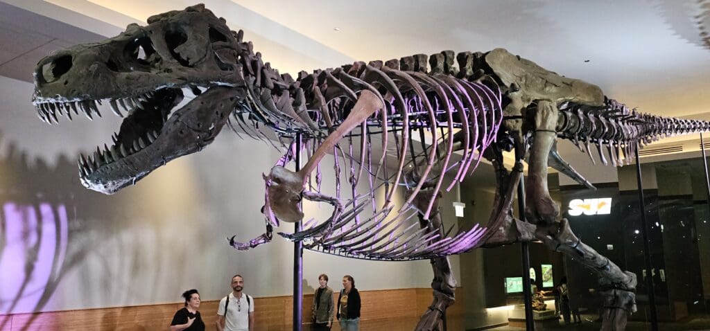 a dinosaur skeleton in a museum