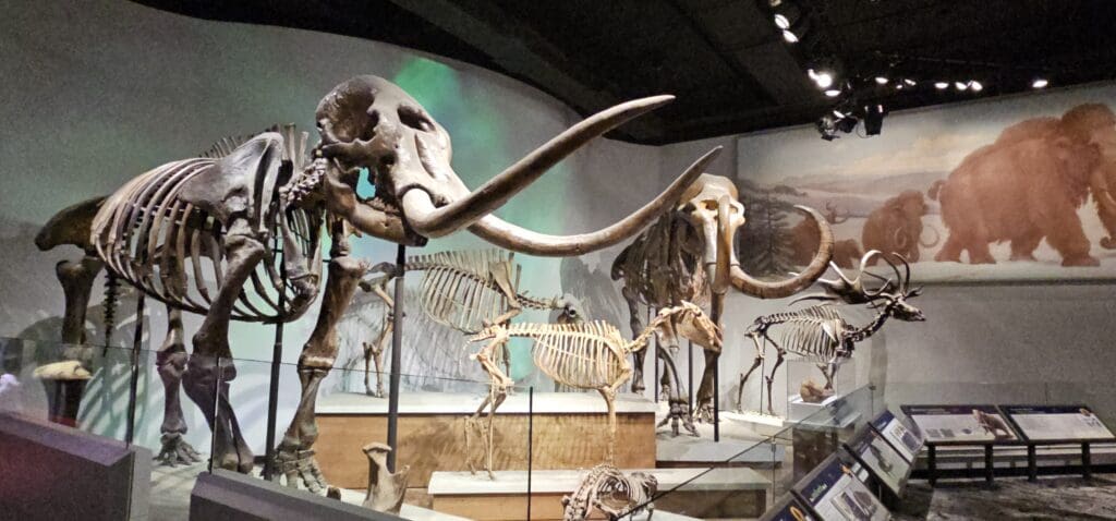 a group of skeletons of mammoths and skeletons of a mammoth