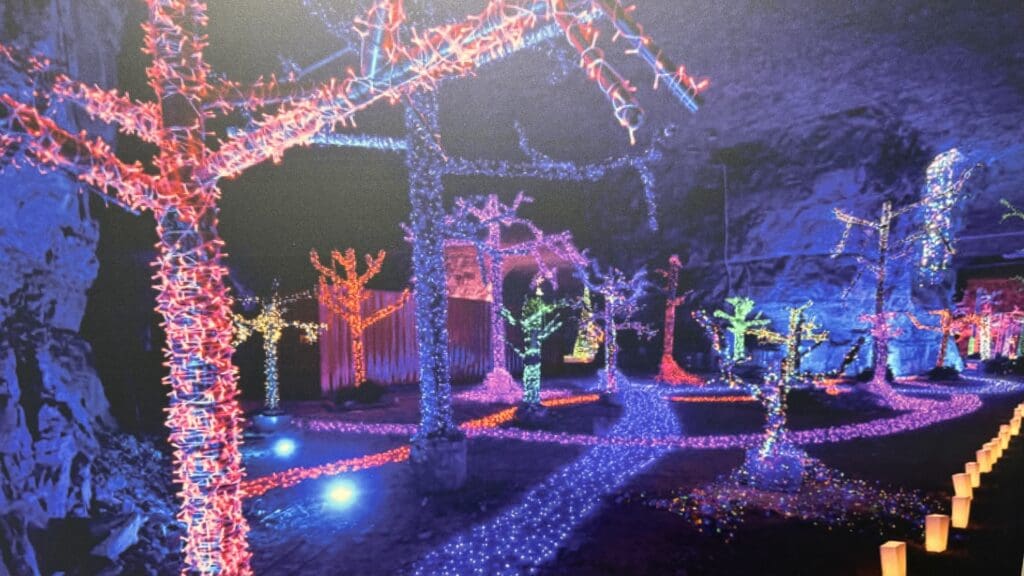 a group of trees with lights