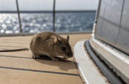 hantavirus