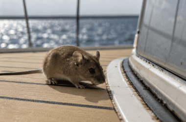 hantavirus