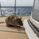 hantavirus